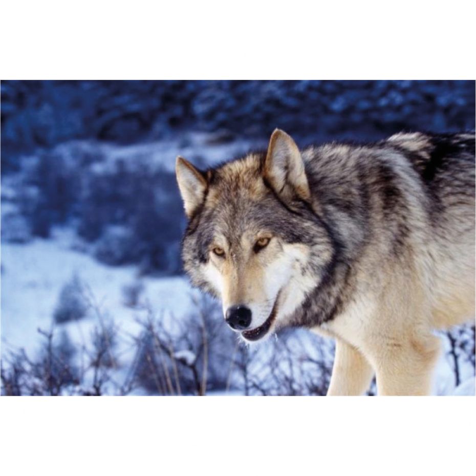 Wolf - rond 30x20