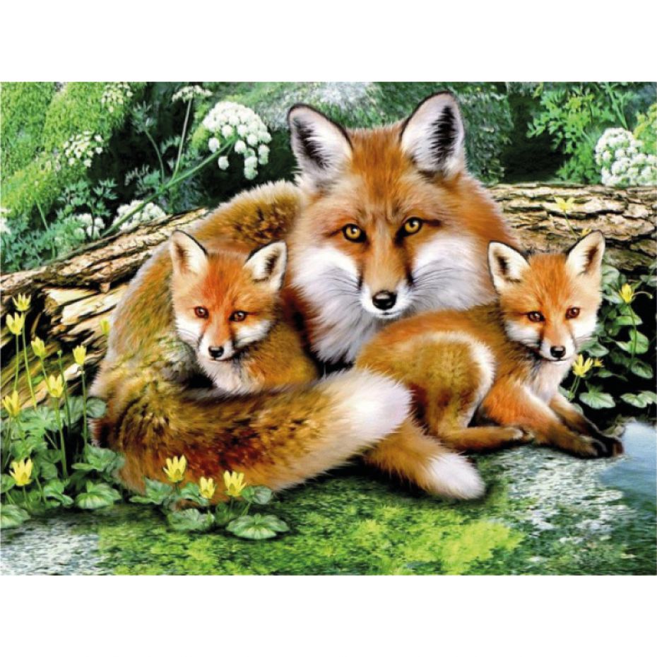 Foxes - rounded 50x40